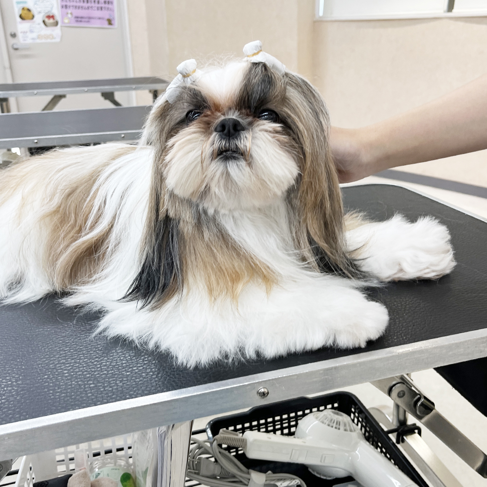 ☆学校犬と一緒にトリミング実習☆